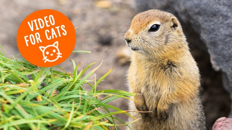 Животные уникальные метеорологи