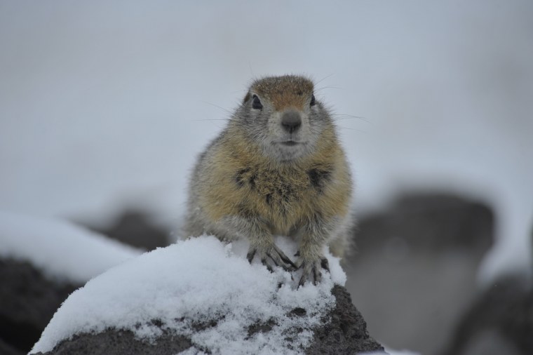 Суслик зимой