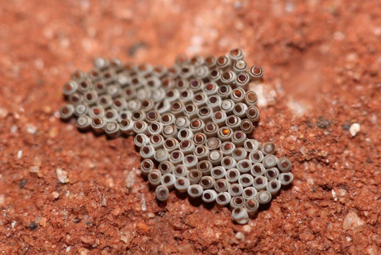 Плод лотоса трипофобия