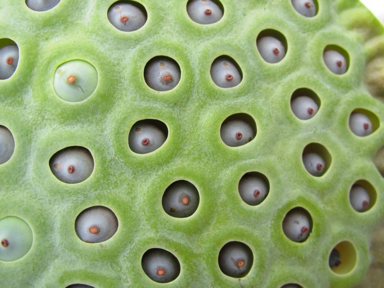 Семена лотоса трипофобия