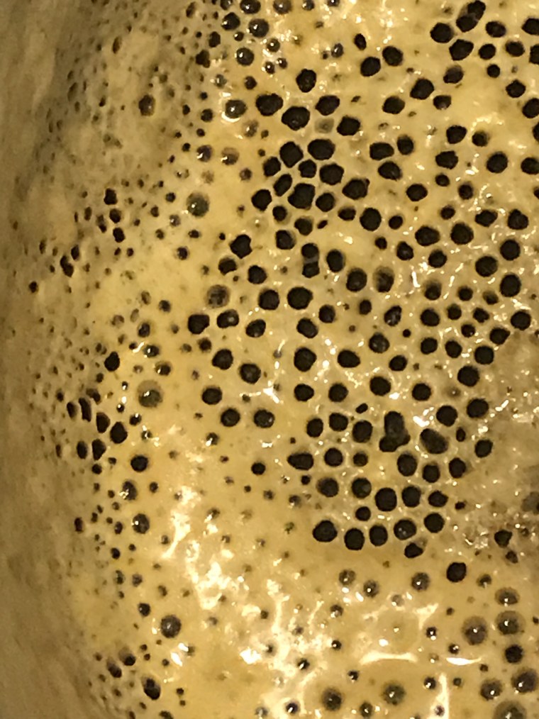 Трипофобия цветок лотоса