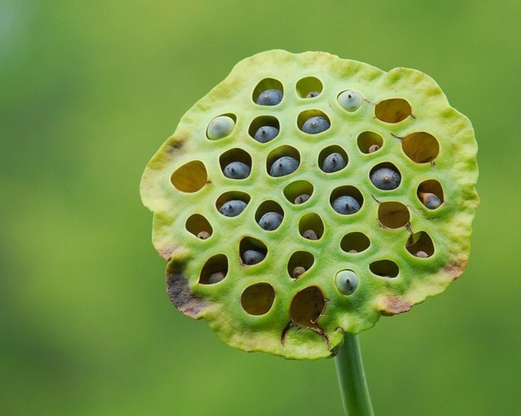 Трипофобия кожные заболевания