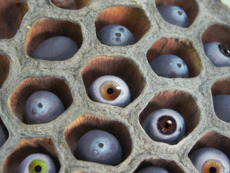 Кластерная трипофобия