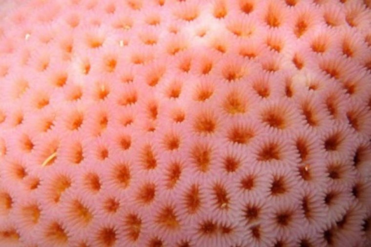 Семена лотоса трипофобия