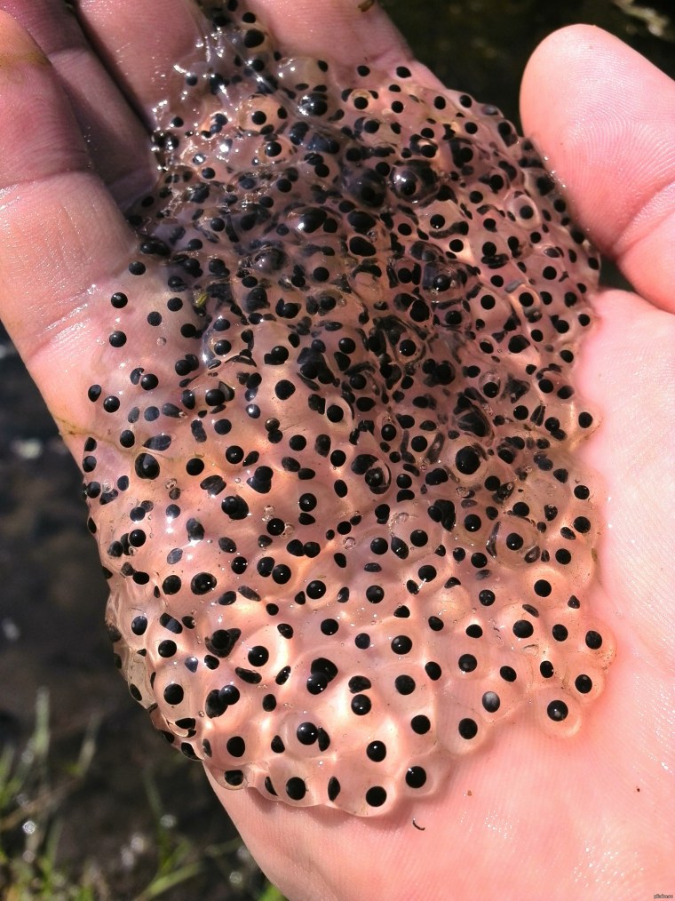 Трипофобия цветок лотоса