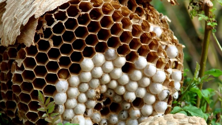 Трипофобия Лотос трипофобия Лотос