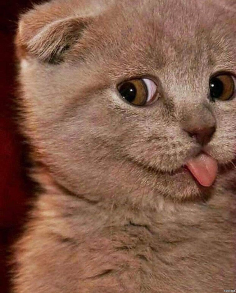 Кот подмигивает