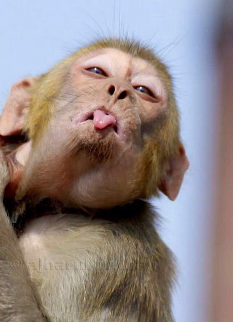 Смешные обезьянки