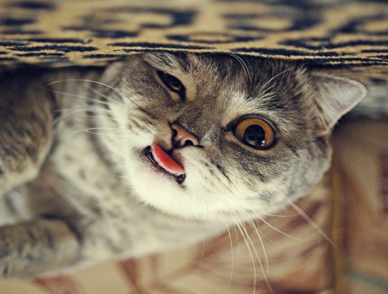 Уставший котик