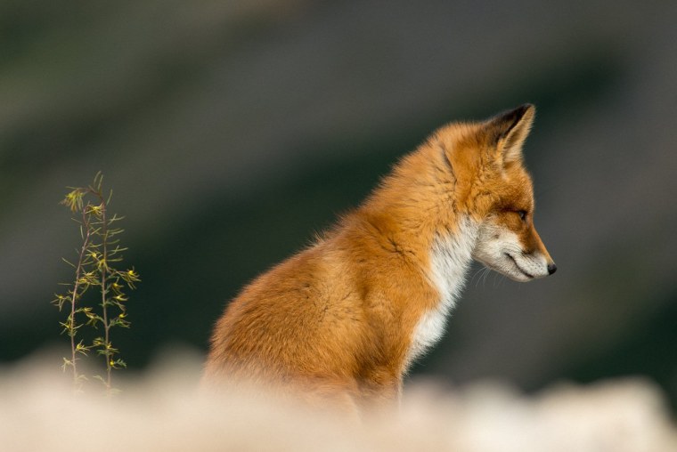 Лиса обыкновенная