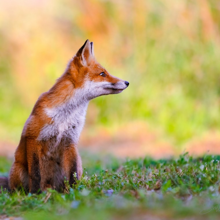 Лиса морда профиль