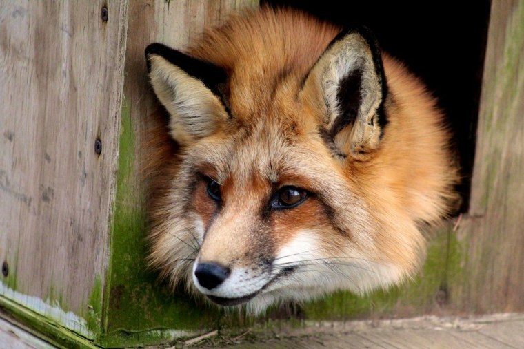 Мордочка лисы