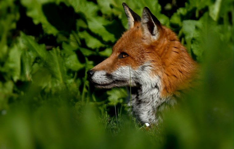 Лисья морда в профиль