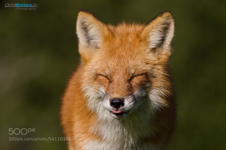 Хищники животные лиса