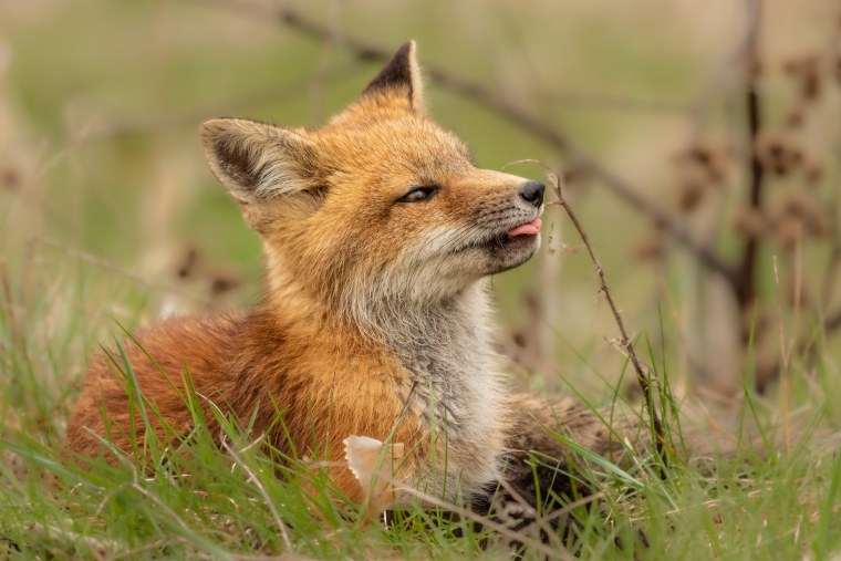Лиса рыжая огнёвка