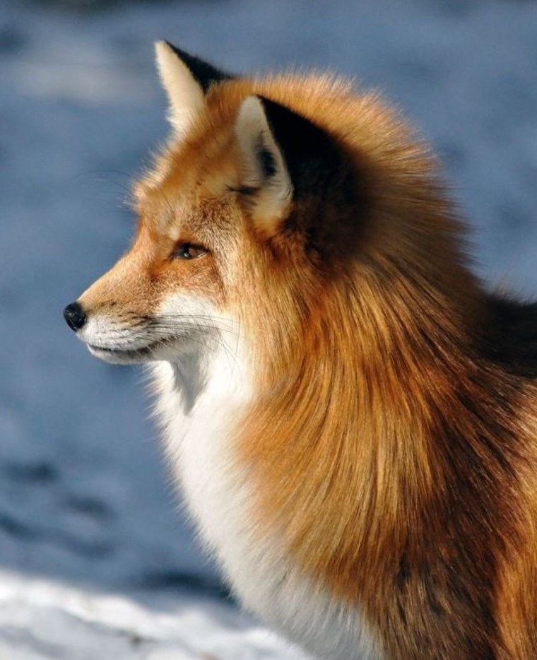 Лиса сидит боком