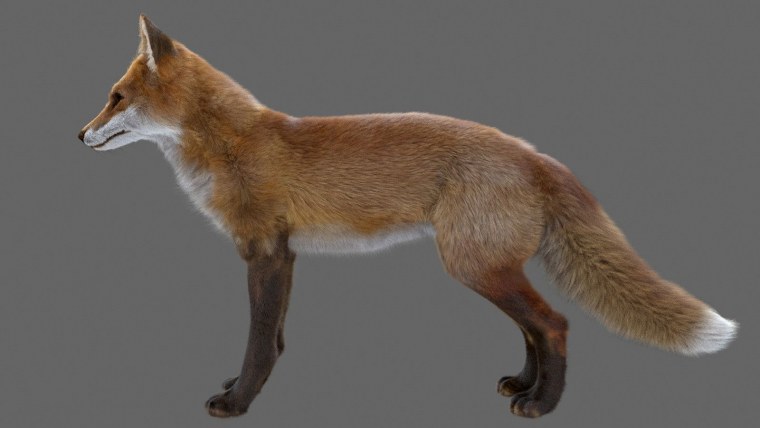 Лиса красная обыкновенная