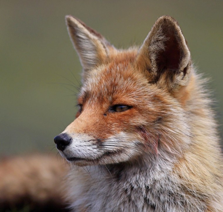 Самая красивая лиса