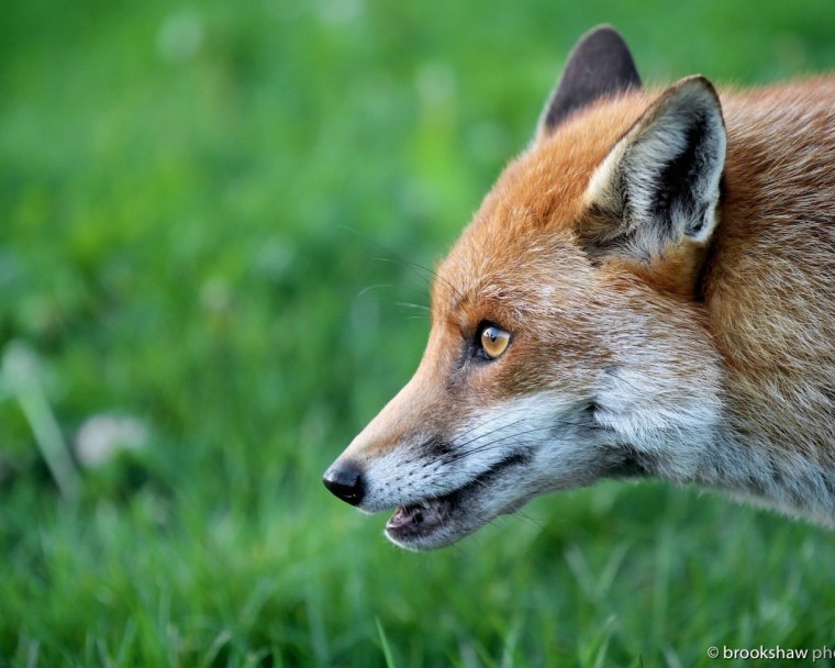 Лисья морда арт