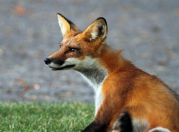 Профиль лисы