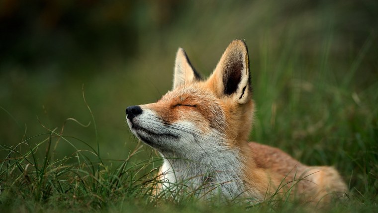 Хитрая мордочка лисы в профиль