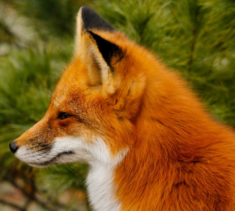 Лиса голова