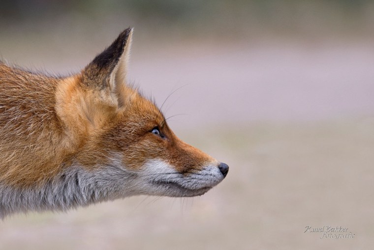 Морда лисы в профиль