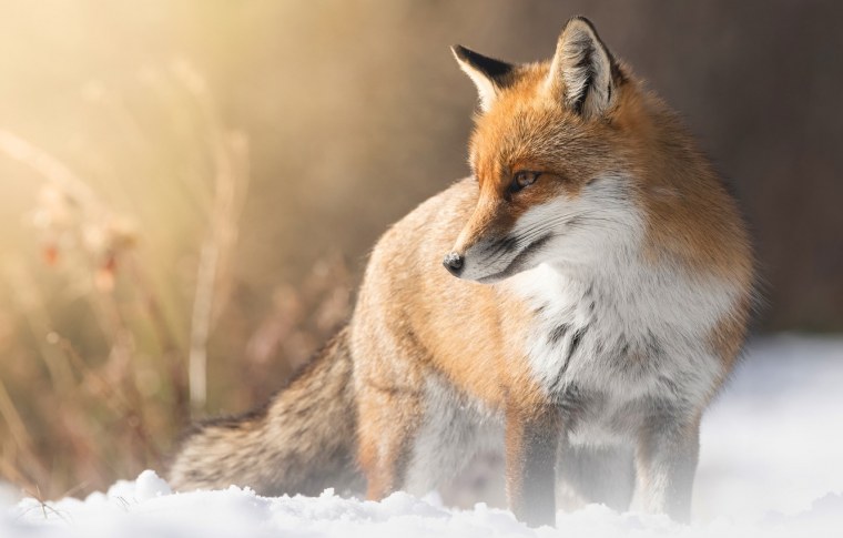 Лисья голова