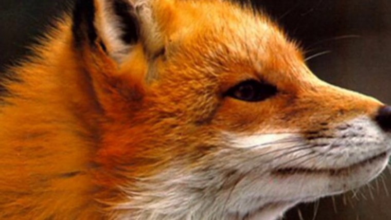 Нос Лисенка