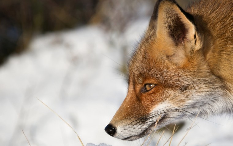 Профиль рыжей лисы