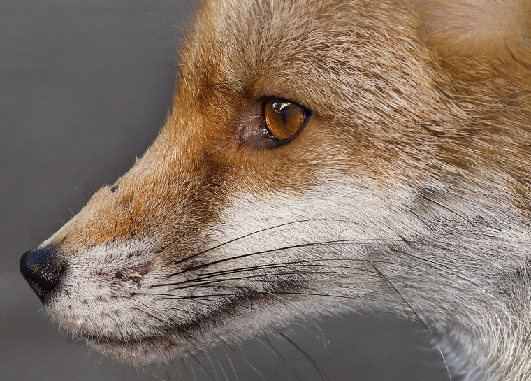 Лиса морда профиль