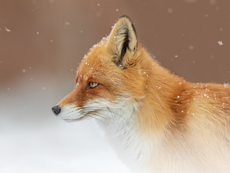 Профиль лисы