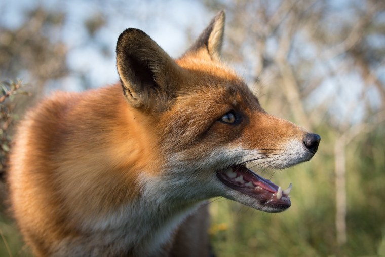 Лиса с открытым ртом