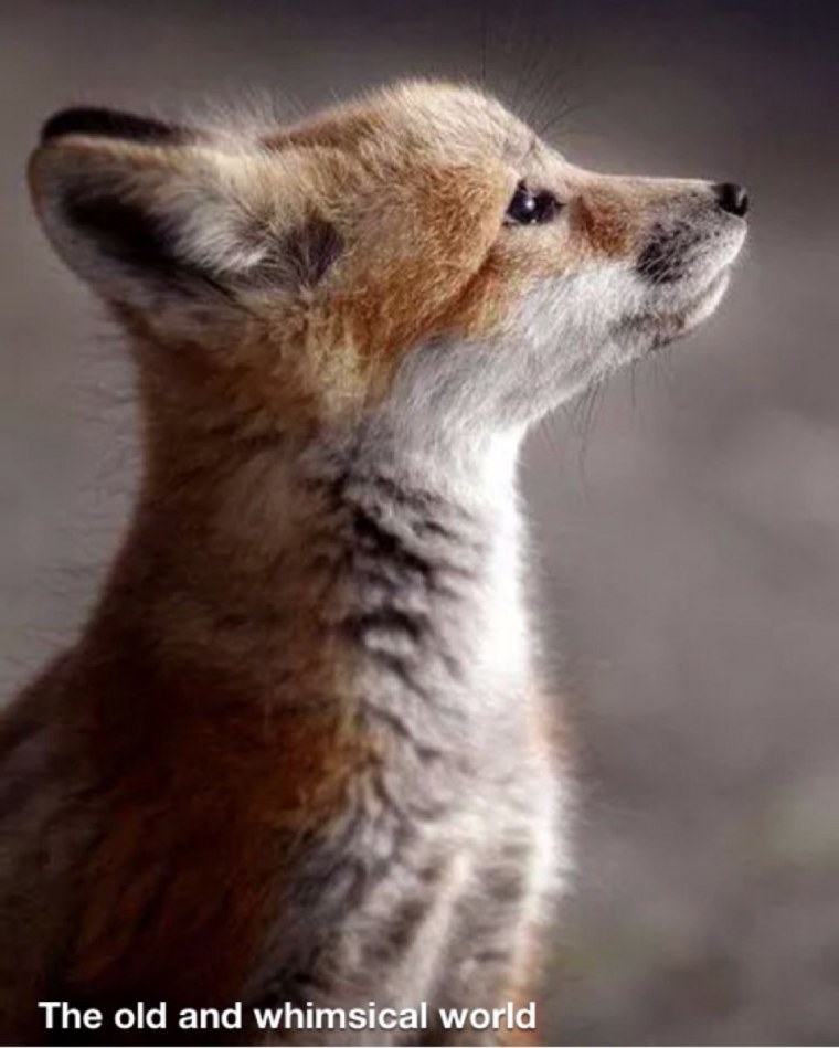 Голова лисы