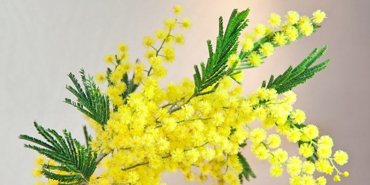 Ветка мимозы