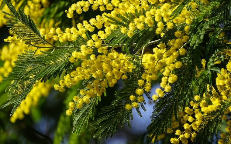 Цветущая Мимоза