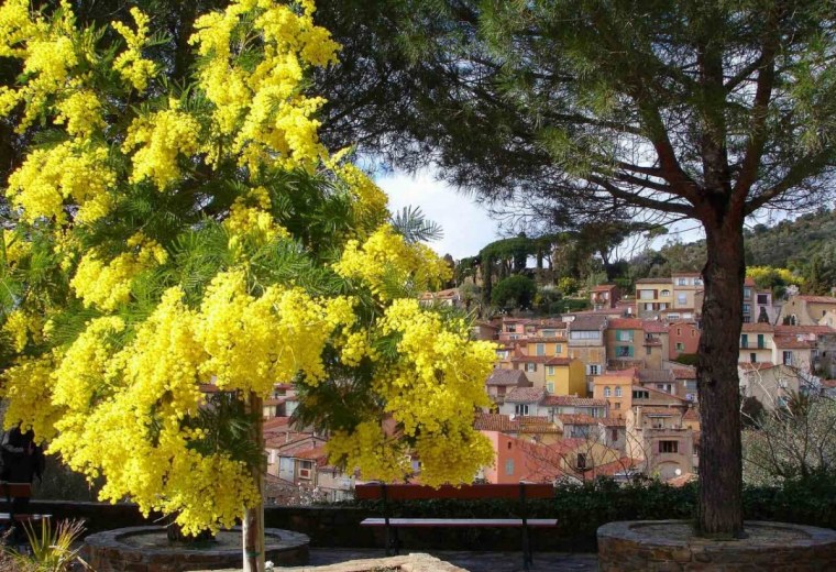 Акация в Абхазии