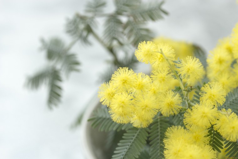 Мимоза и первоцветы