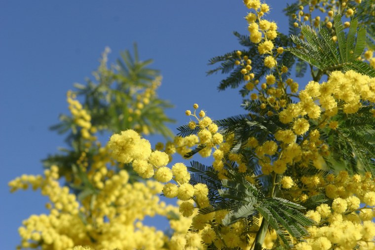 Акация Мимоза