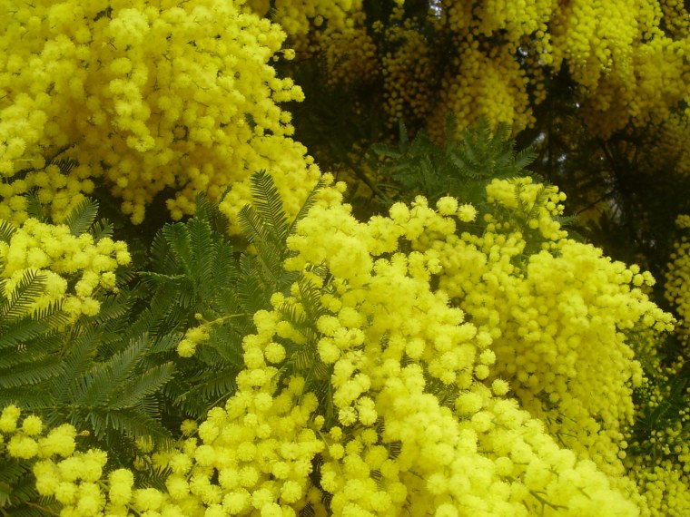 Абсолют мимозы