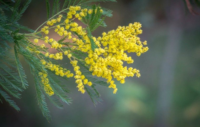 Мимоза растение