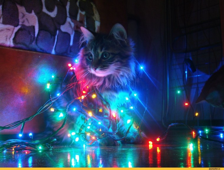 Коты с гирляндой