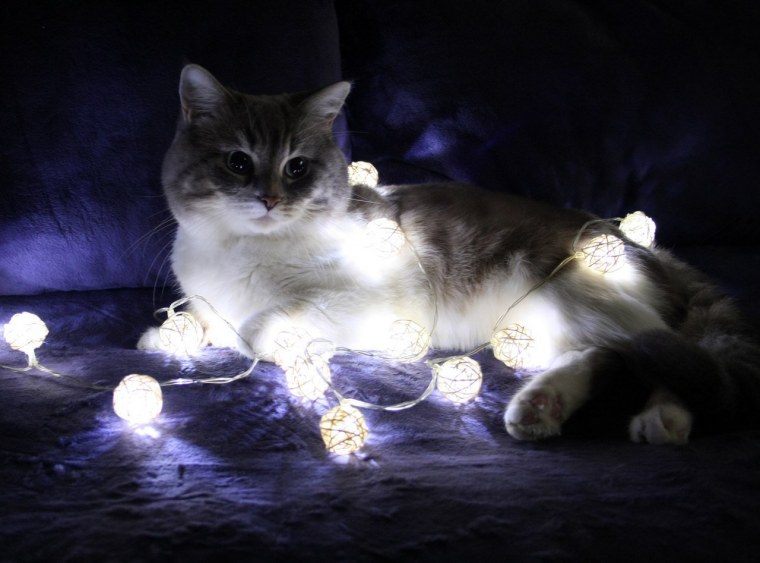 Гирлянда кошка