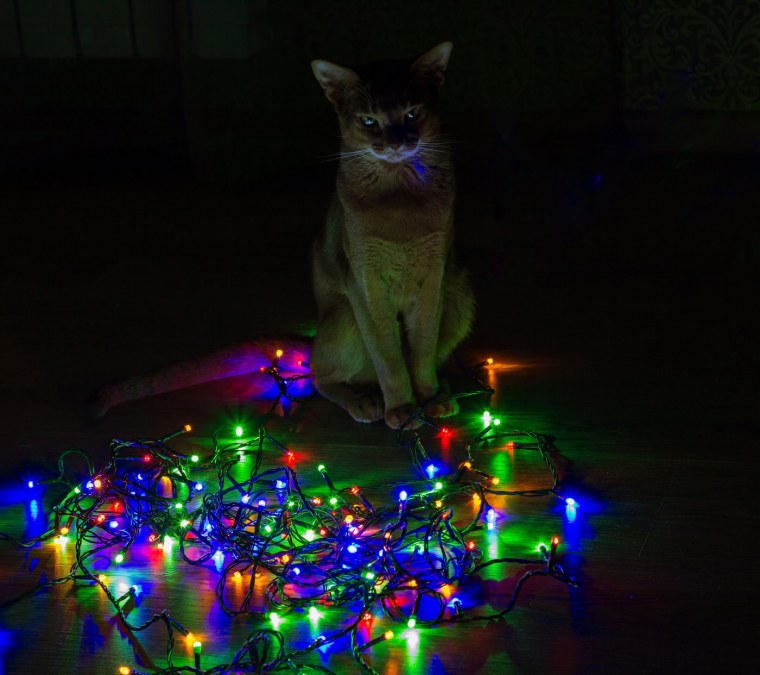 Кот в гирлянде