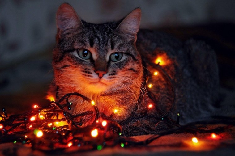 Коты с гирляндой