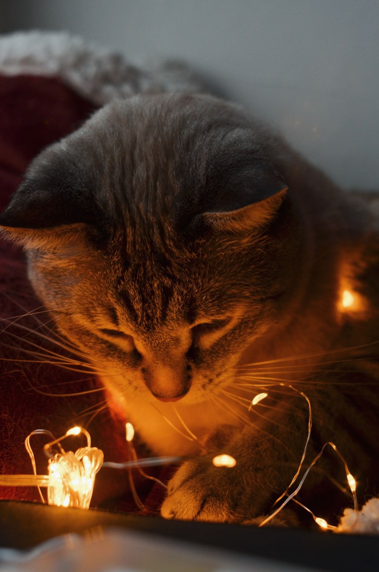 Коты с гирляндой