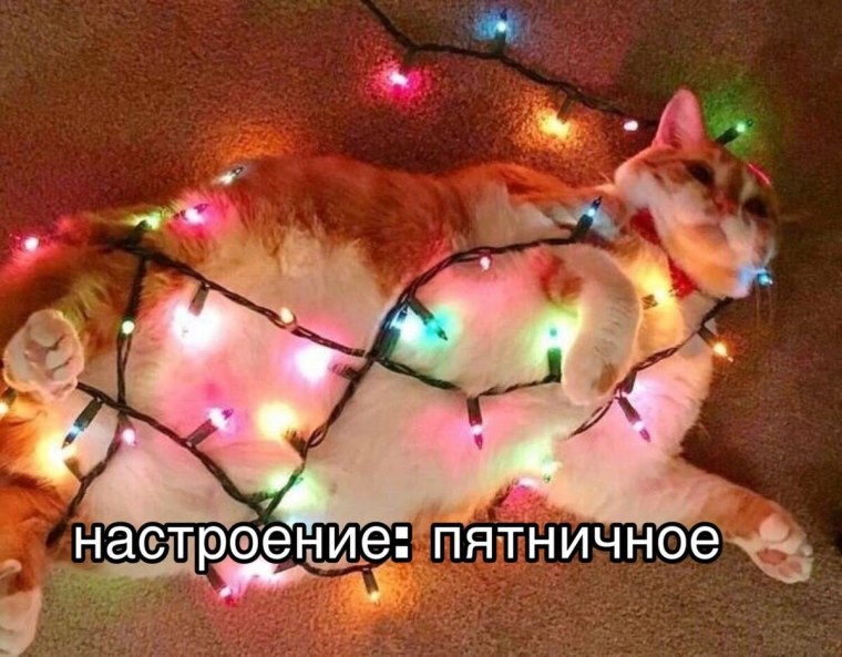 Коты с гирляндой