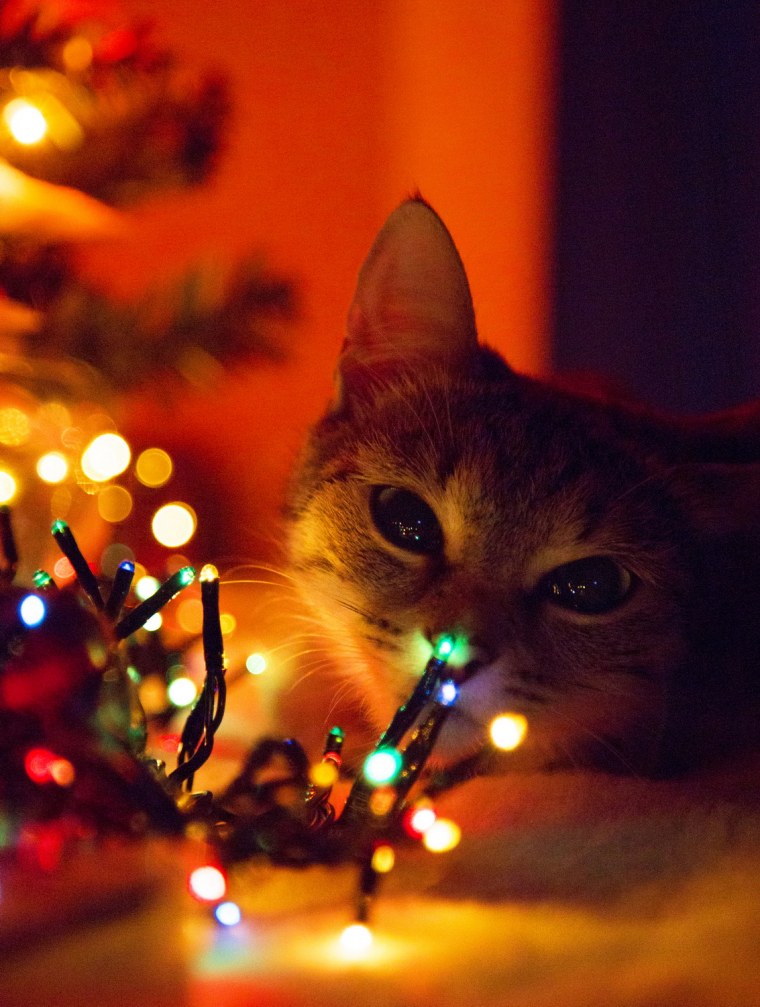 Котик в гирлянде