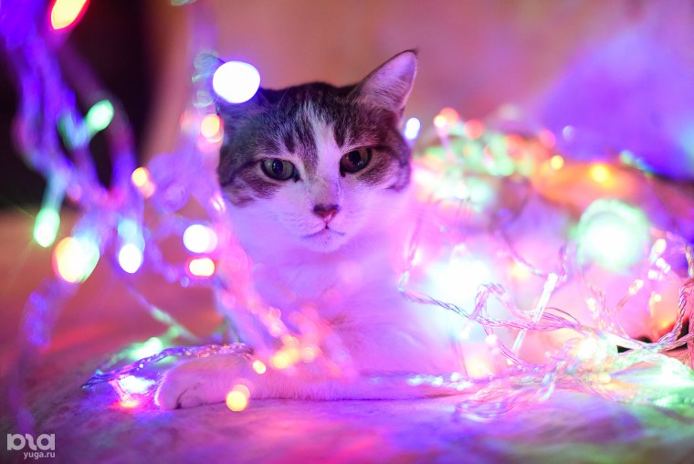 Кот новый год