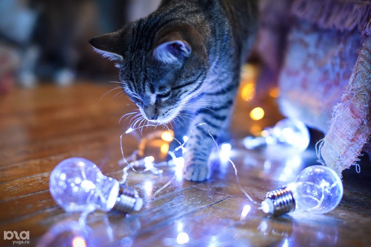 Кот в гирлянде